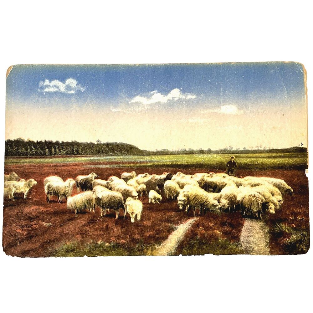 Sheep in Heather Postcard Shepherd Dog Aus Der Heide Britain Ireland Landscape